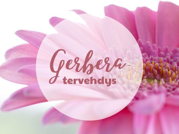 Gerbera